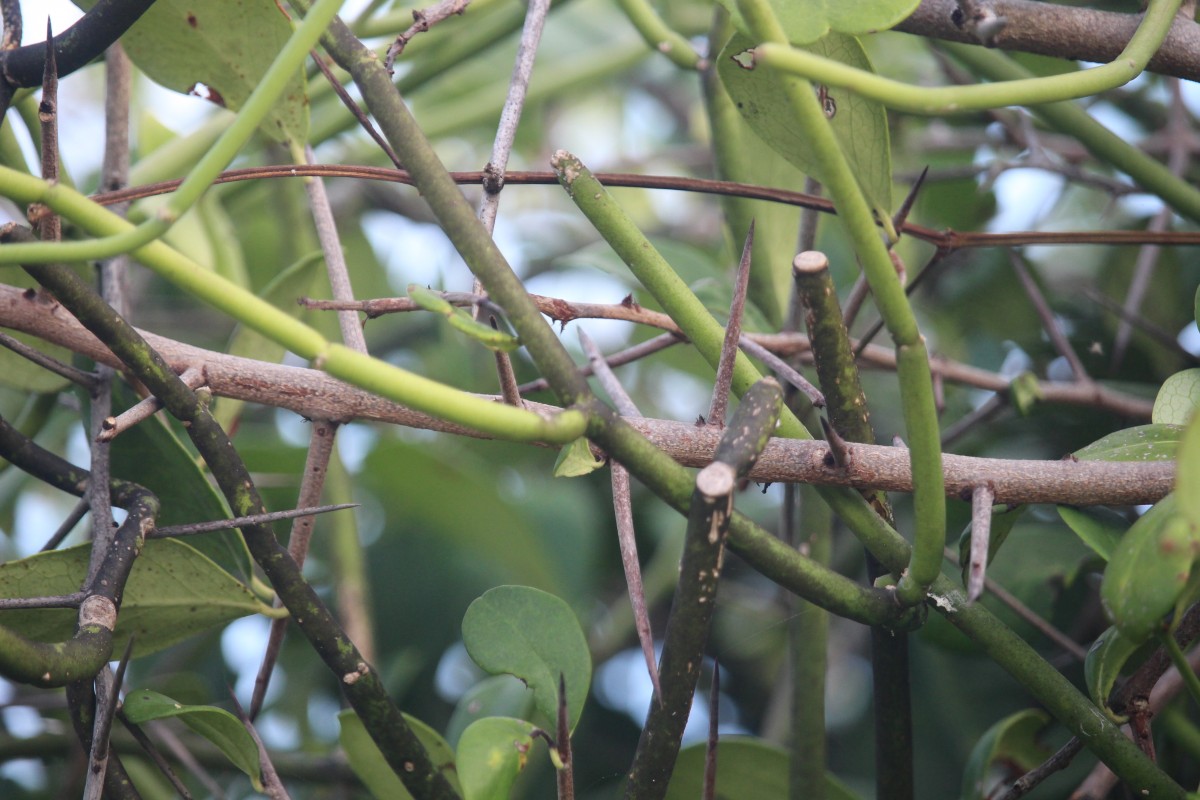 Cynanchum viminale (L.) L.